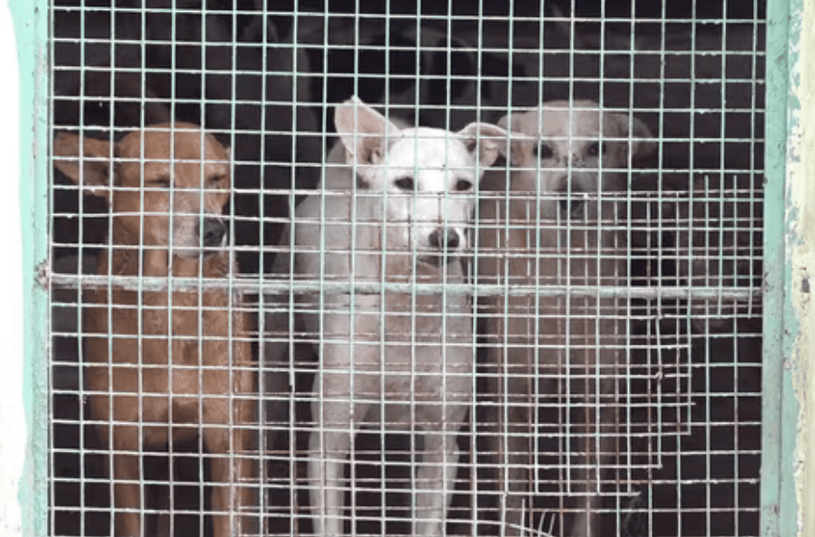 Delhi stray dogs Supreme Court case