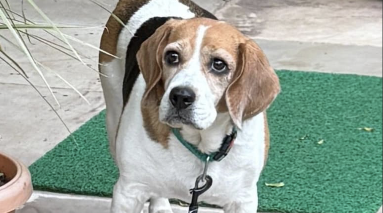 Madhya Pradesh cop thrashed over missing dog