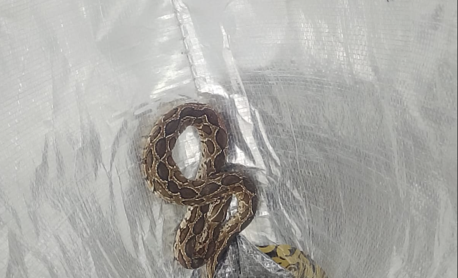 Snake in footwear Bengaluru