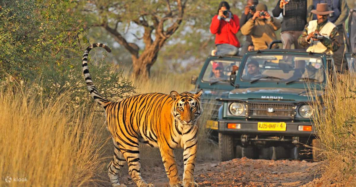 Ranthambore Tiger Safari